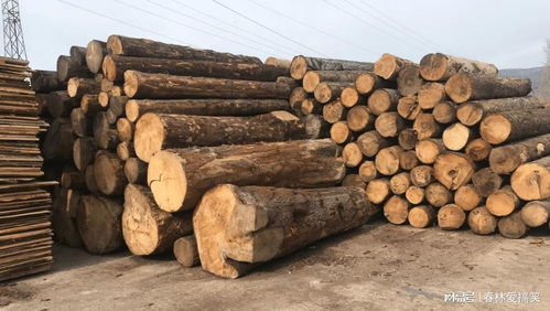 法国林业补贴背后的生态悖论 应对树皮甲虫危机，砍伐还是保护？