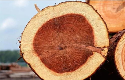 木材优劣大解析,你还在盲目选材吗